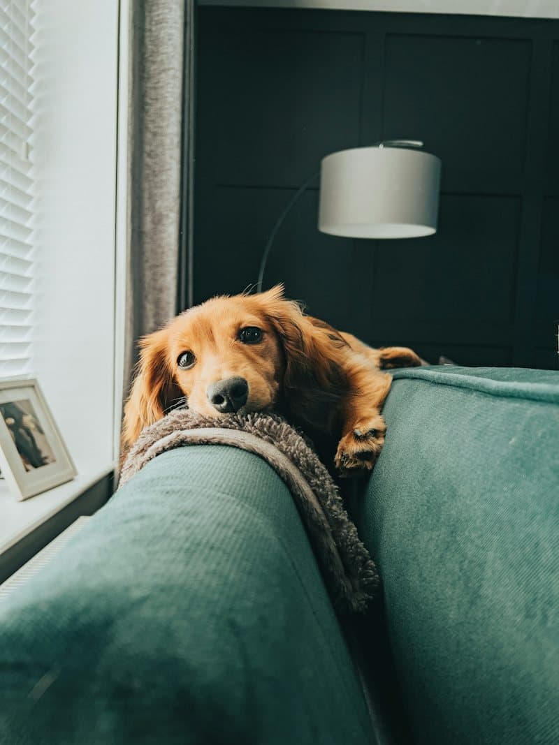 A long-haired dachshund resting its chin on the arm of a green sofa